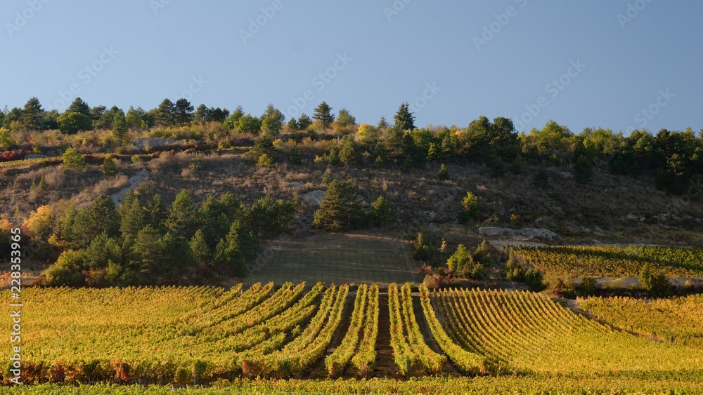 Burgundy vine rows at sunset
