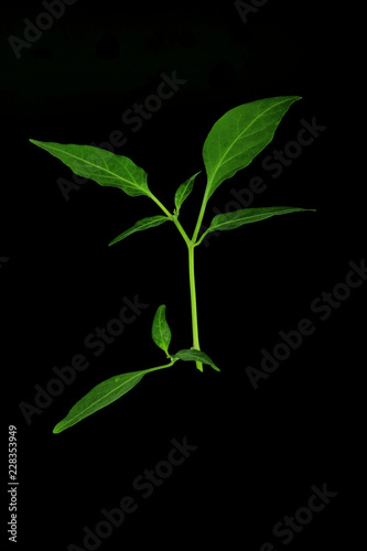 branch of chili pepper with green leaves isolated on black