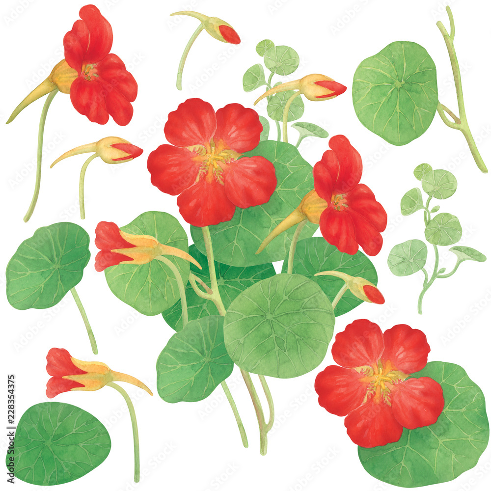 Obraz premium Nasturtium watercolor isolated