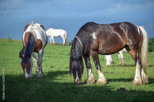 Beautiful Pinto and brown Horses grazing in a meadow and eating grass in a green field in springtime