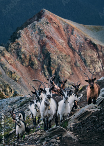 A herd of goats at the bottom of a mountain