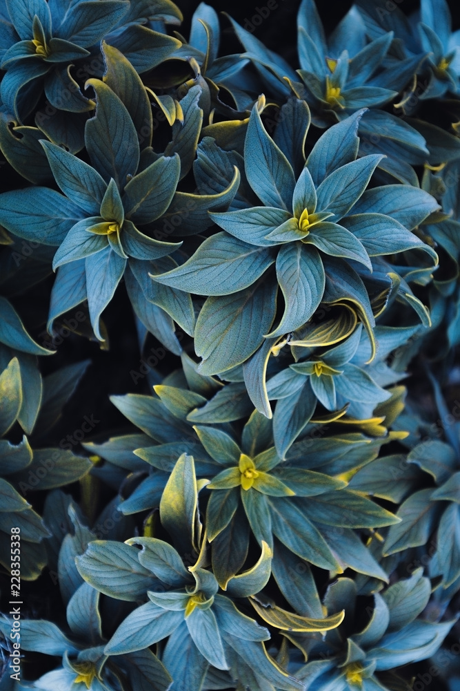 Close up of blue flowers Close up of blue flowers