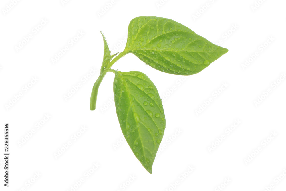 fresh leaves of green branch of chili pepper isolated on white background fresh leaves of green branch of chili pepper isolated on white background