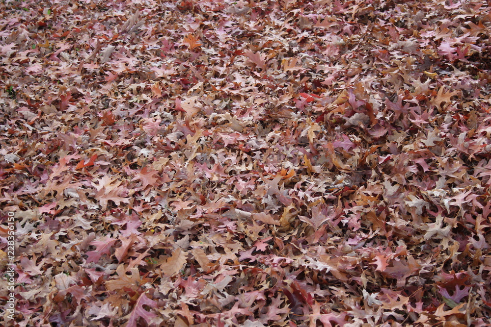 Herbst auf dem Boden Herbst auf dem Boden