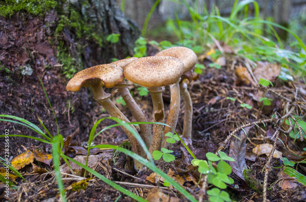 group of wild mushrooms group of wild mushrooms