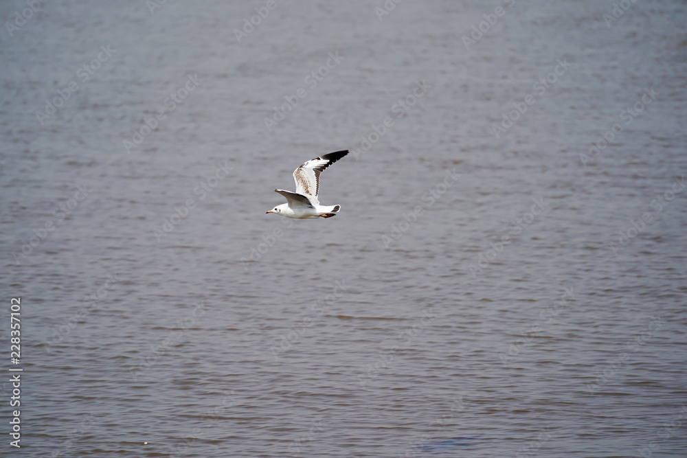 Seagull birds on beach / mangrove forest.