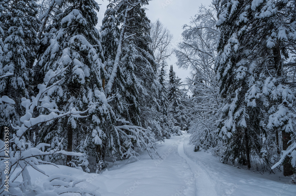Snowshoeing after the snowstorm, beautiful forest trail in the north, Quebec, Canada Snowshoeing after the snowstorm, beautiful forest trail in the north, Quebec, Canada