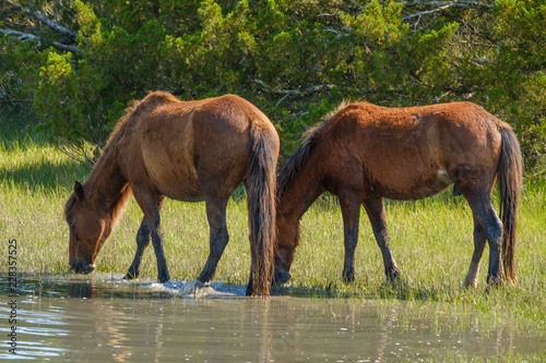 two wild horses grazing in a meadow in North Carolina