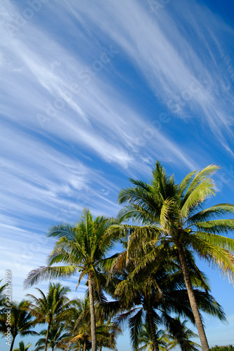 palm trees against blue sky and cool looking clouds