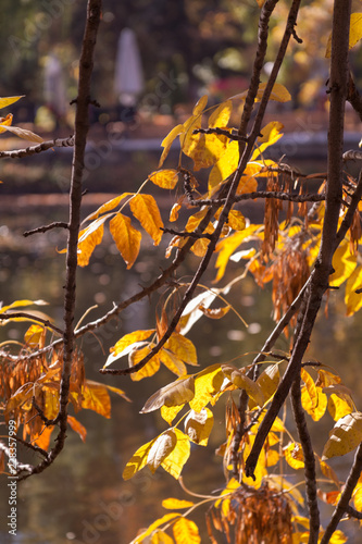 autumn rowan-tree with rowanberry and sunrise