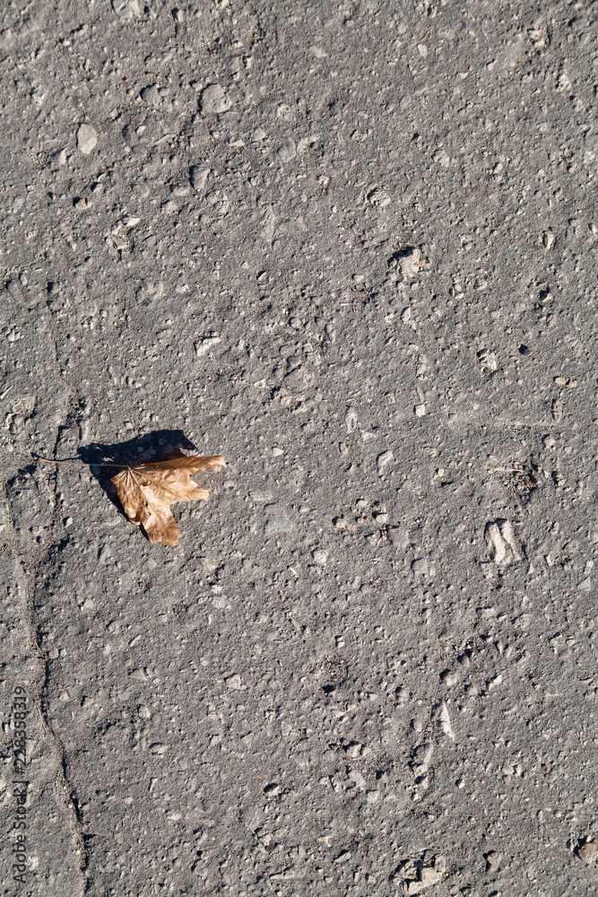 Autumn background. Dry orange foliage lying on asphalt. Fallen oak leaves on road. Orange and yellow autumn fallen leaves on wet asphalt path, road backgound Autumn background. Dry orange foliage lying on asphalt. Fallen oak leaves on road. Orange and yellow autumn fallen leaves on wet asphalt path, road backgound