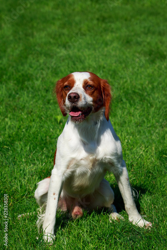 Fototapeta Naklejka Na Ścianę i Meble -  The dog breed Breton Spaniel