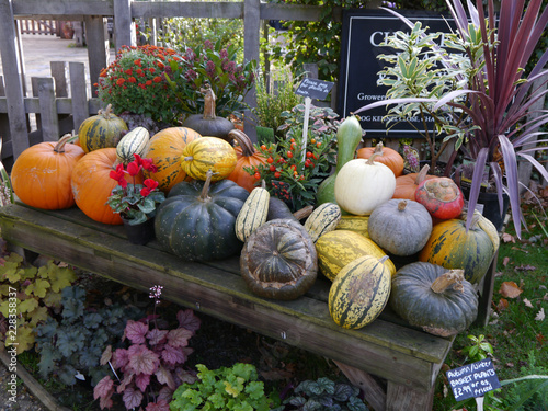 Pumpkins & Marrows at Charlecote photo