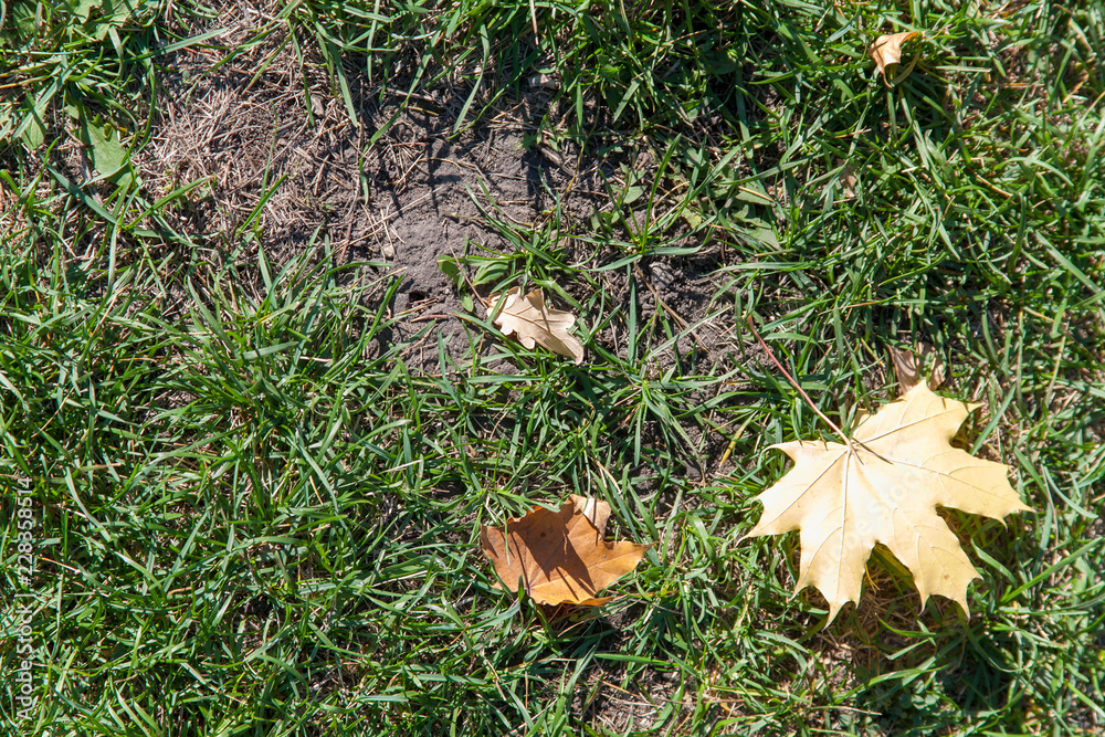 autumn fallen leaves on the green grass autumn fallen leaves on the green grass