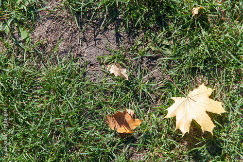 autumn fallen leaves on the green grass