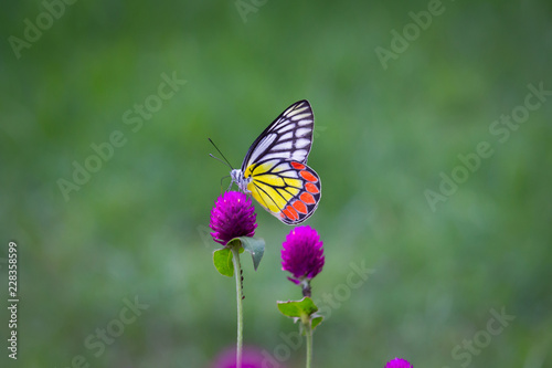 Beautiful Indian Jezebel Butterfly sitting on the flower plant in its natural habitat with a nice soft bluryy green background © Robbie Ross