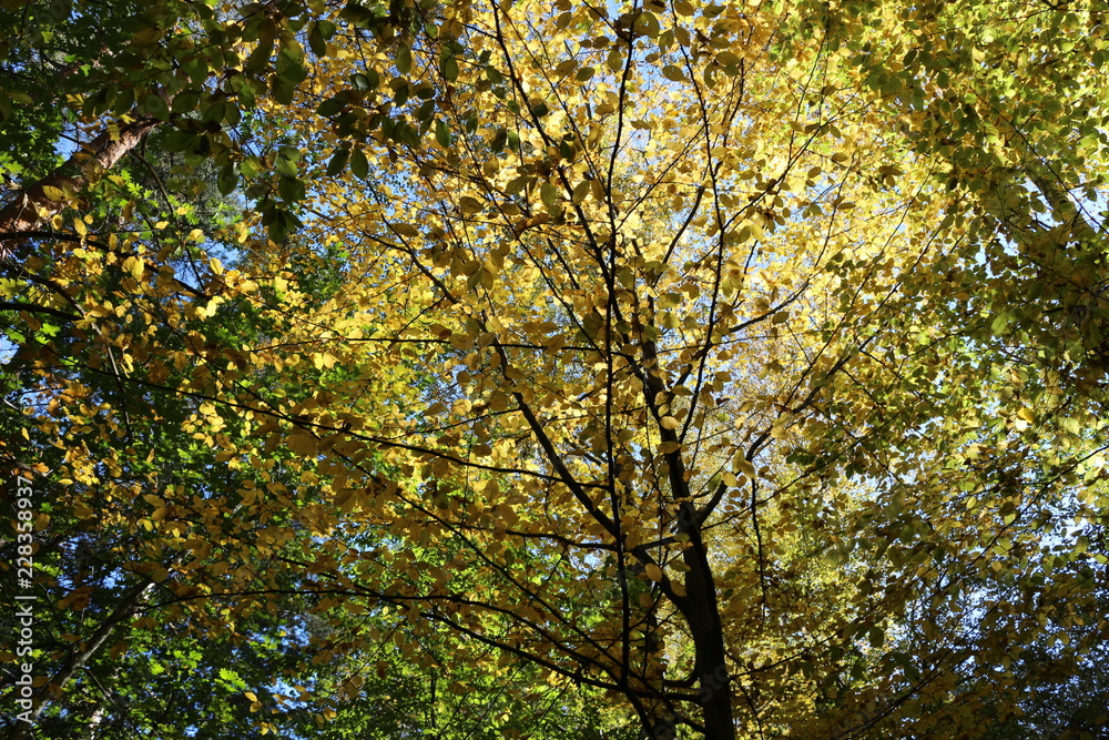 Yellow and red leaves adorn the tops of autumn trees in the park