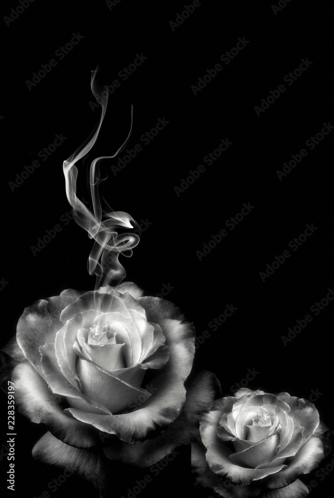 Rosas blancas sobre fondo negro. Olor, perfume, aroma. Flores Stock  Illustration | Adobe Stock