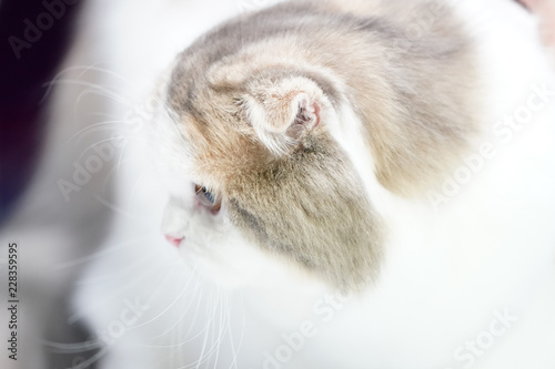 Close up cat ear, brown white long hair cutie cat.