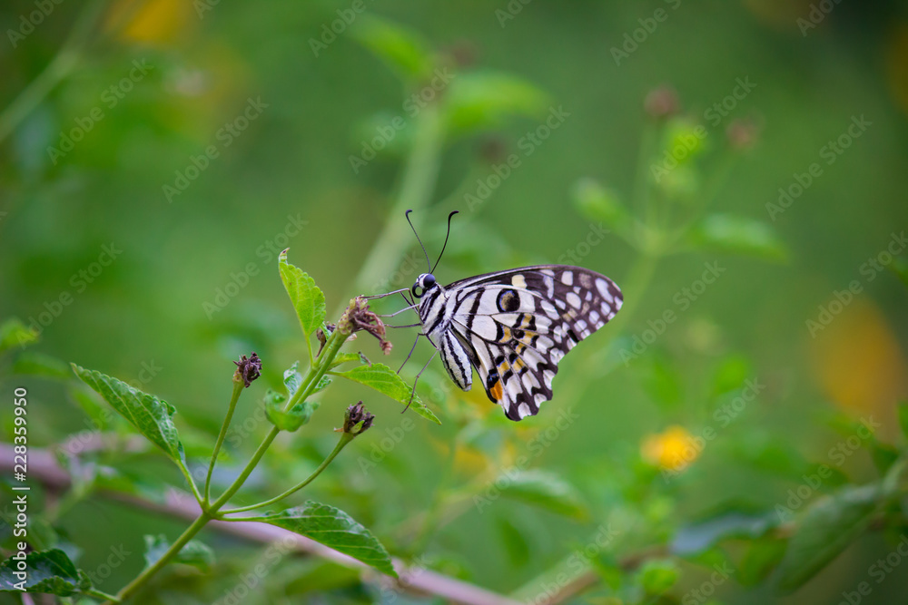 The Common Lime Butterfly sitting on the flower plants in its natural habitat with a nice soft blurry background. The Common Lime Butterfly sitting on the flower plants in its natural habitat with a nice soft blurry background.