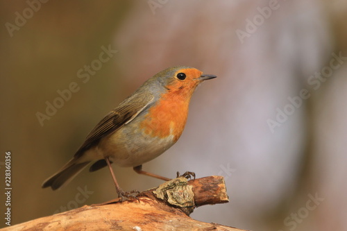 Photo of European robin (Erithacus rubecula) sits on a stump. Detailed and bright portrait. Autumn landscape with a song bird. Erithacus rubecula. Wildlife scene from nature. © Monikasurzin