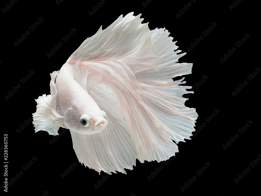 Betta Siamese fighting fish, Betta splendens , popular aquarium fish. White platinum half moon long tail Betta Fighting motion face isolated on black Betta Siamese fighting fish, Betta splendens , popular aquarium fish. White platinum half moon long tail Betta Fighting motion face isolated on black