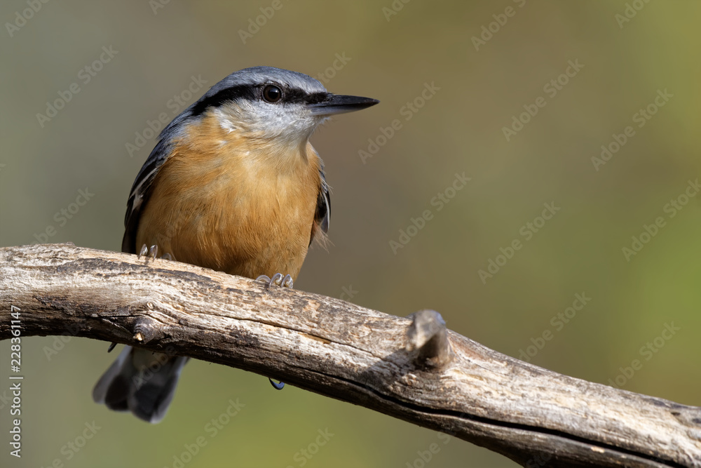 Naklejka premium Kleiber