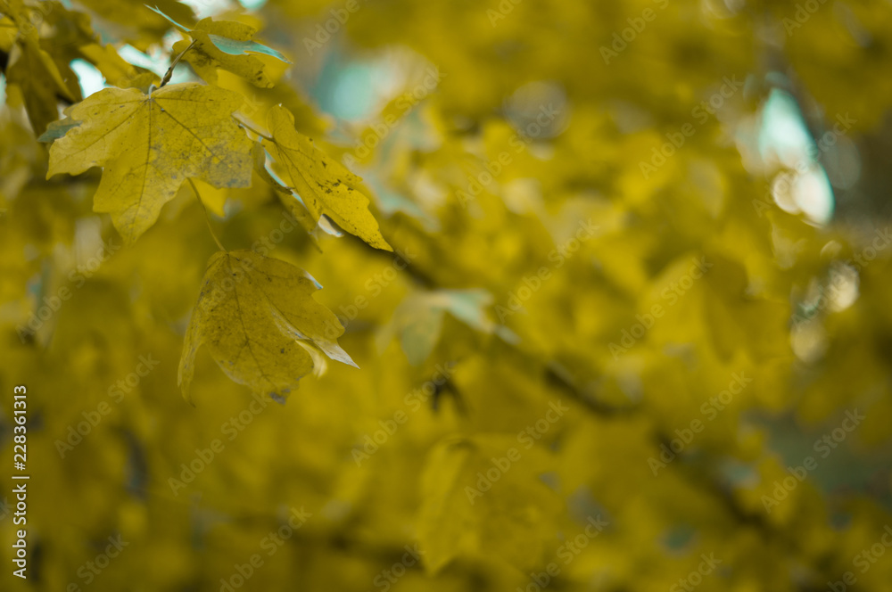 Obraz premium autumn maple leaves background
