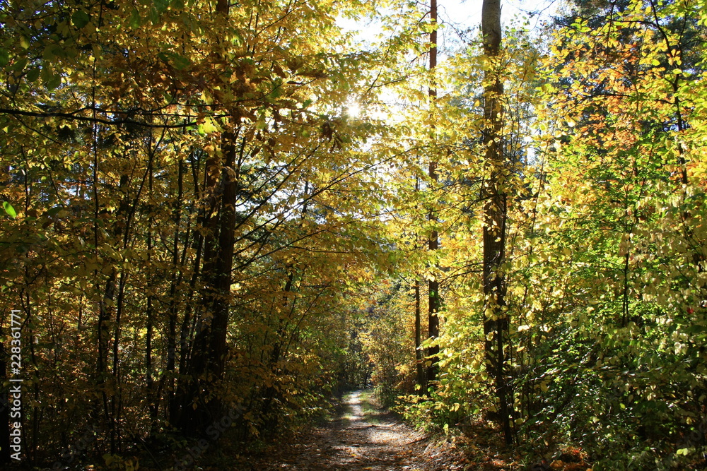 Path through autumn forest in the rays of the setting sun Path through autumn forest in the rays of the setting sun