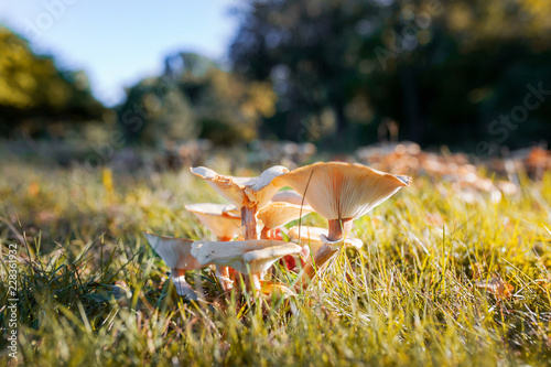 Mushrooms in grass © Lorrie Joaus