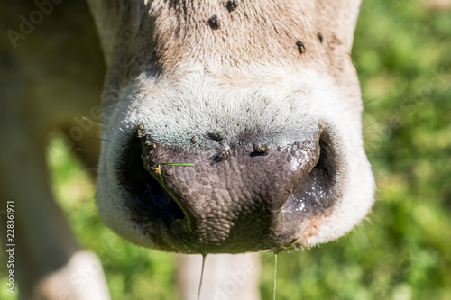 close up photography of cow snout with flies on it © Simon