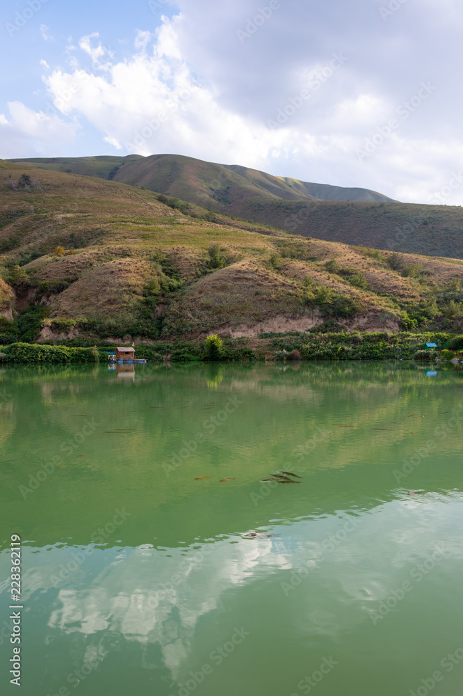 Fototapeta premium Fish on the surface of the water to breathe
