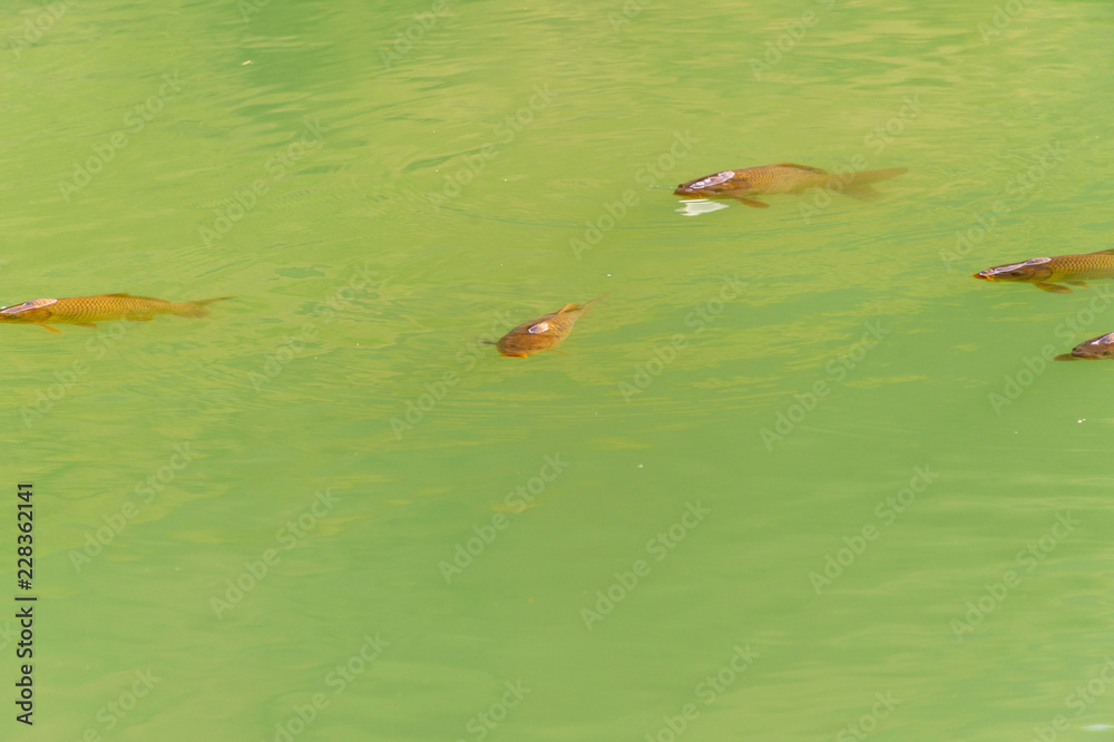 Fish on the surface of the water to breathe Fish on the surface of the water to breathe
