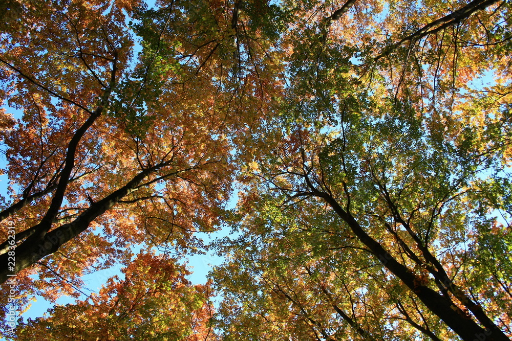 Colorful autumn tree crowns against a blue sky Colorful autumn tree crowns against a blue sky