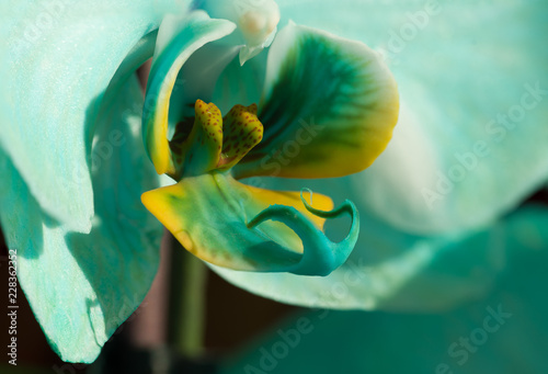 Close up side view of blue orchid flower. Macro view, studio shoot.