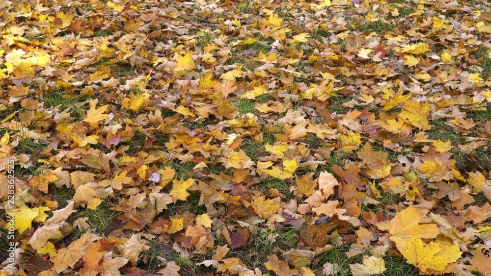 Yellow Oak Leaves Covered the Earth. Yellow Oak Leaves Covered the Earth.