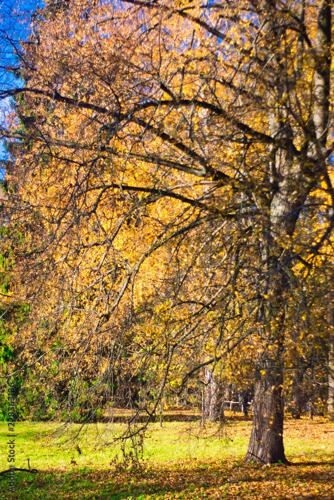 Fototapeta premium autumn in the park