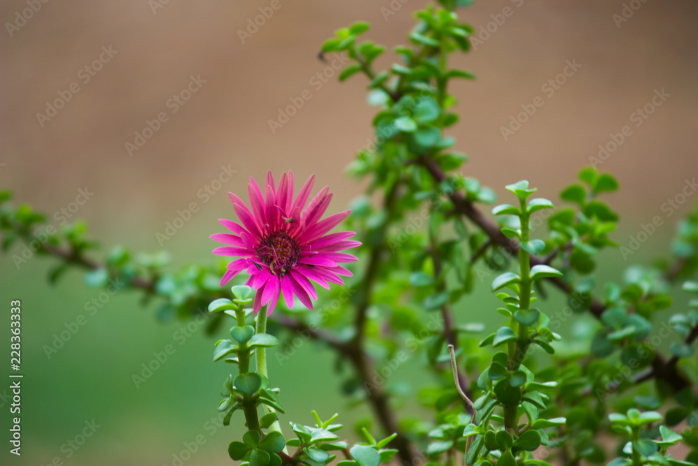 Beautiful Sunflowers blooming away so brightly in the garden with a nice soft background. Beautiful Sunflowers blooming away so brightly in the garden with a nice soft background.