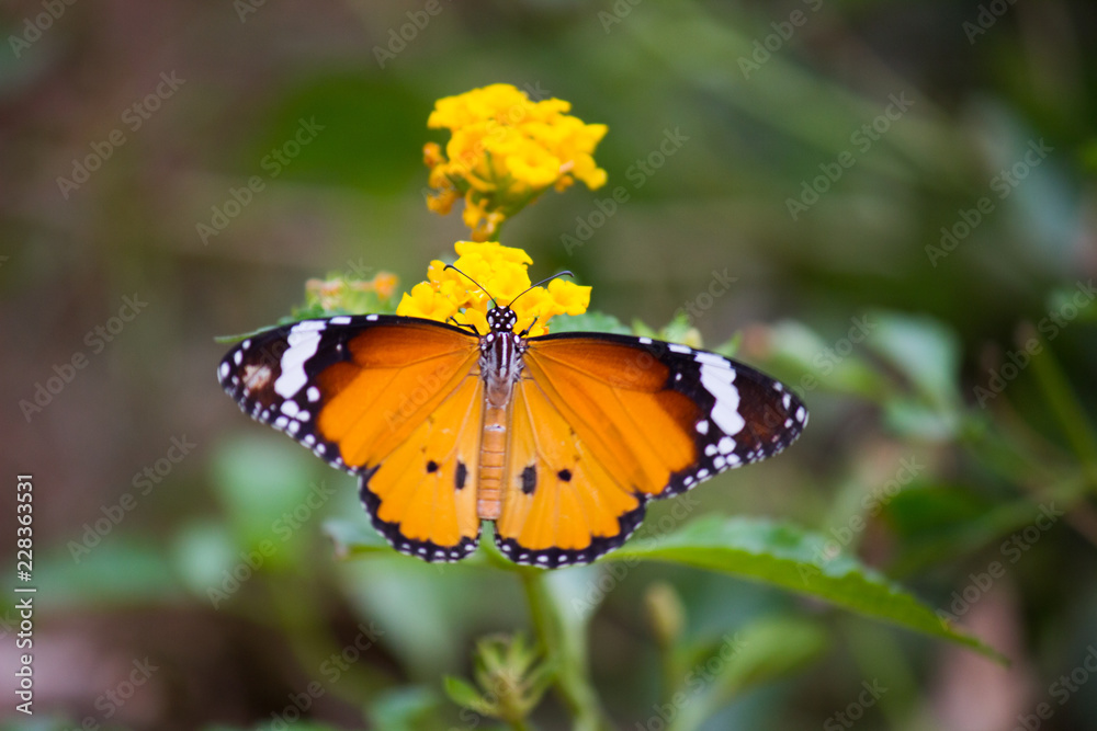 Plain Tiger butterfly sitting on the flower plant with a nice soft background in its natural habitat Plain Tiger butterfly sitting on the flower plant with a nice soft background in its natural habitat
