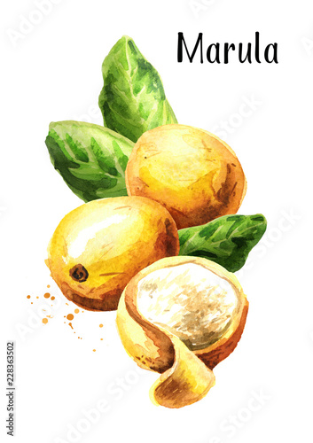 Marula fruit with leaves Watercolor hand drawn illustration  isolated on white background photo