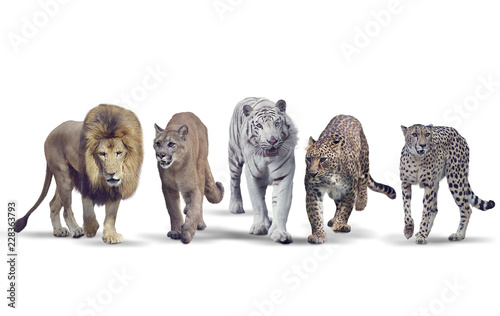 Photography Wild cats on white background