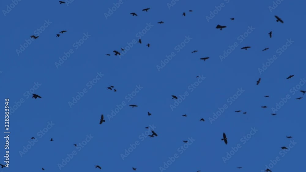 A flight of rooks in the sky. Migratory bird. Flight A flight of rooks in the sky. Migratory bird. Flight