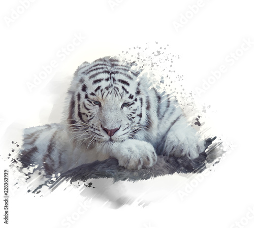 White tiger watercolor