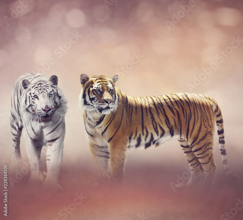 White And Brown Tigers