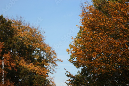 Herbstbaum