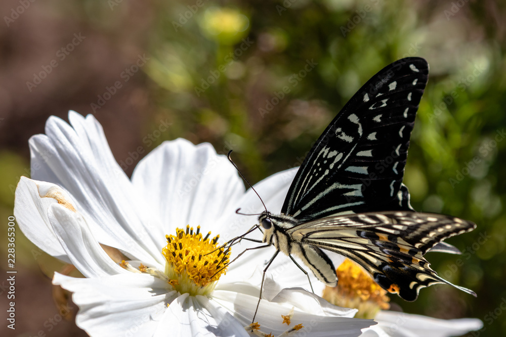 Cosmos and swallowtail butterflies in Funabashi City, Chiba prefecture, Japan Cosmos and swallowtail butterflies in Funabashi City, Chiba prefecture, Japan