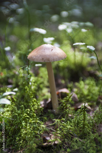 Грибы/mushroom