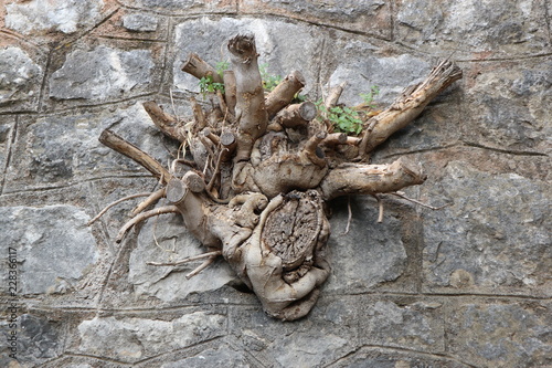 old tree roots on the castle wall