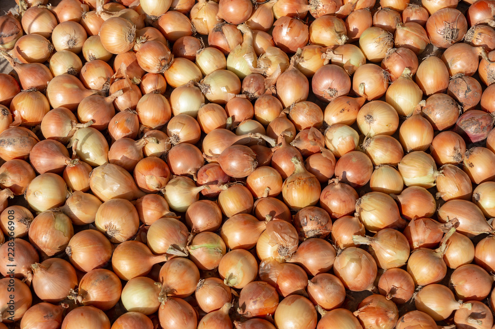 lot of onions - food background lot of onions - food background