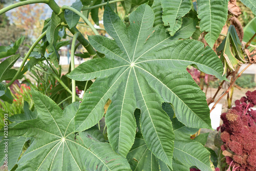 Fotografía Feuille de ricin